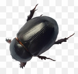 Transparent Black - Big Black Flying Beetle Png,Beetle Png