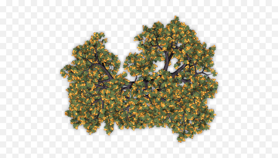Fruit Trees Top View Png Image - Apricot Tree Png,Trees Top View Png