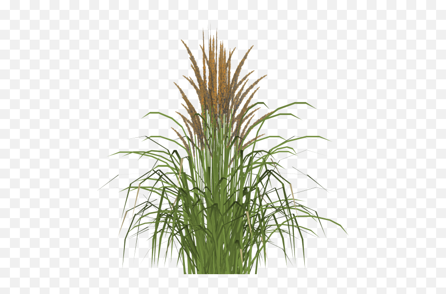 Index Of - Sweet Grass Png,Cat Tail Png
