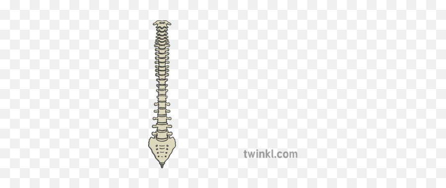 Spine Illustration - Sword Png,Spine Png