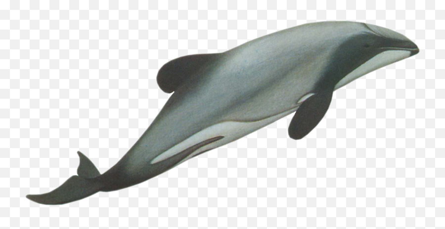 Hectoru0027s Dolphin U2013 A Complete Guide To Whales Dolphins And - Dolphin Png,Dolphin Transparent