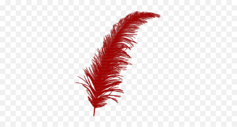 Download Plume Rouge - Golden Feather Transparent Full Pink Feather Png,Feather Transparent