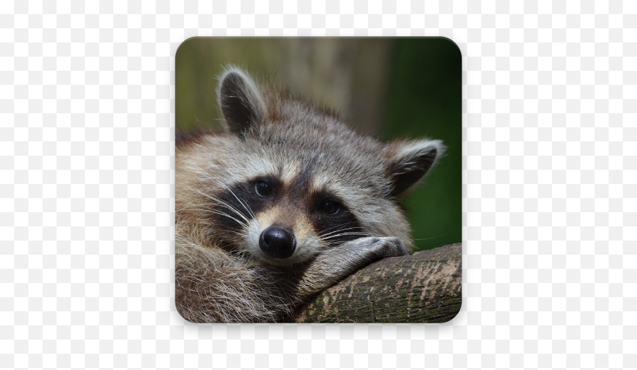 Raccoon Wallpaper Hd - Apps En Google Play Animals In New York Png,Raccoon Transparent Background