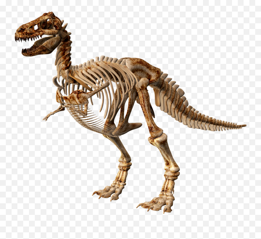T Rex Png Image Free U2013 Getintopik - Transparent Dinosaur Skeleton Png,T Rex Png