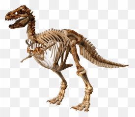 T Rex Png Image Free U2013 Getintopik - Transparent Dinosaur Skeleton Png,T Rex Png