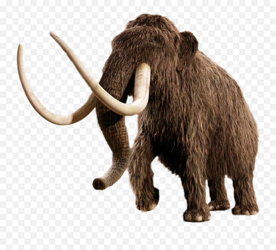 Tusk Png Images - Transparent Mammoth Png,Tusk Png