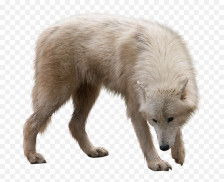 Wolf Png - White Wolf Png,White Wolf Png