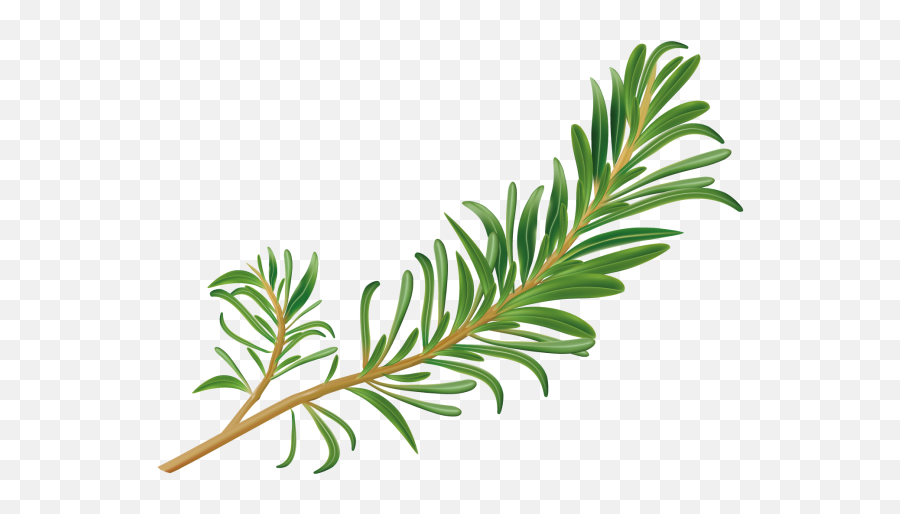 Transparent Rosemary Png Clipart - Rosemary Clipart,Rosemary Png