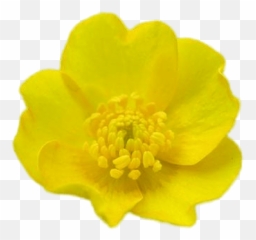 Buttercup Transparent Png - Creeping Buttercup,Buttercup Png