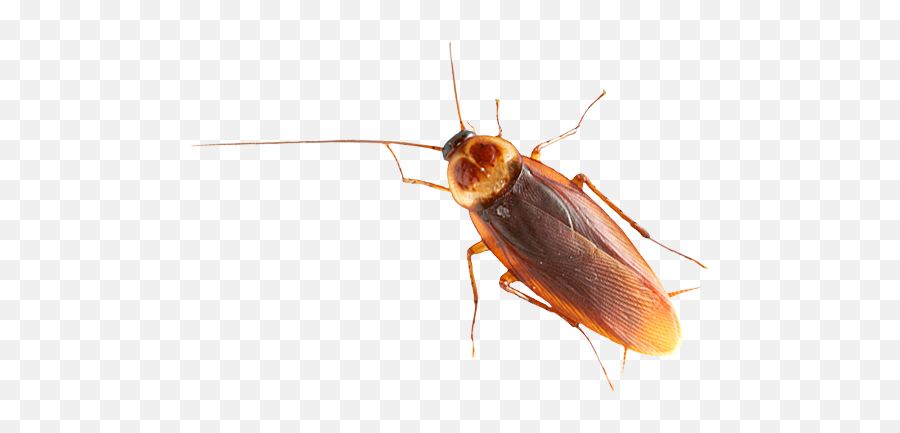 Roach Png Images Free Download - Cockroaches Clipart,Cockroach Png