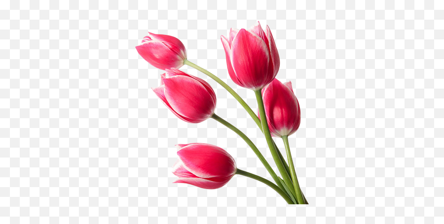 Download Red Tulips Png Image 2 - Transparent Background Red Tulip Png,Tulips Png
