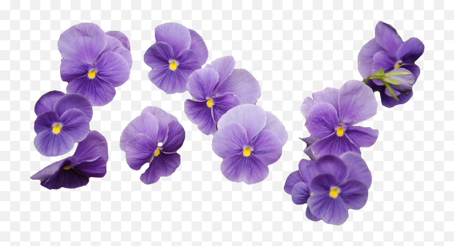 Images About Flower Png - Purple Flower Transparent Background,Purple Flowers Png