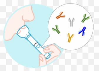 Epa Researchers Recruiting Participants - Illustration Png,Antibody Png