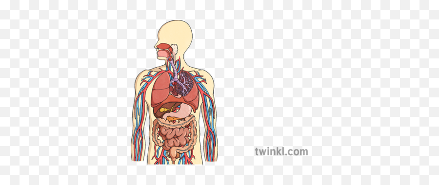 The Human Body Respiratory Urinary - Digestive System And Respiratory And Circulatory System Png,Digestive System Png