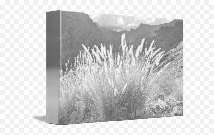 Shrubland Png Fountain Grass