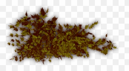 Index Of - Hornwort Png,Creepers Png
