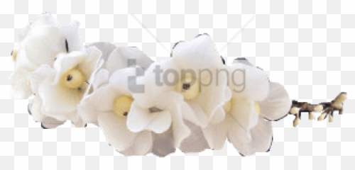 Download Free Png Tumblr Transparent Flower Crown Image - Soft