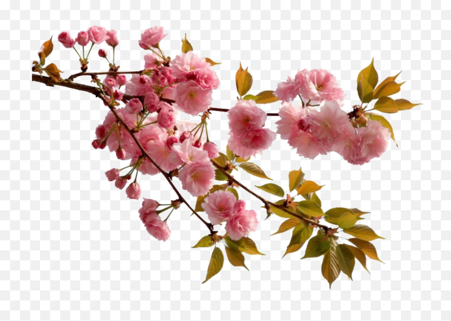 Png Images Transparent Free Download - Chinese Cherry Blossom Png,Real Rose Png