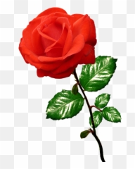 Beautiful Free Rose Clipart - On A Stalk png