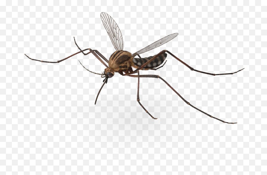 Download Freeuse Library Mosquito - Transparent Background Flying Mosquito Png,Mosquito Transparent
