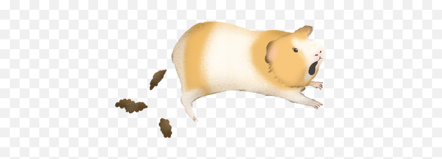 Guinea Pig Poop Chart 2022 Guineadad - Animal Figure Png,Guinea Pig Icon