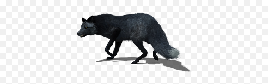 Black Fox - Black Fox 3d Png,Fox Png