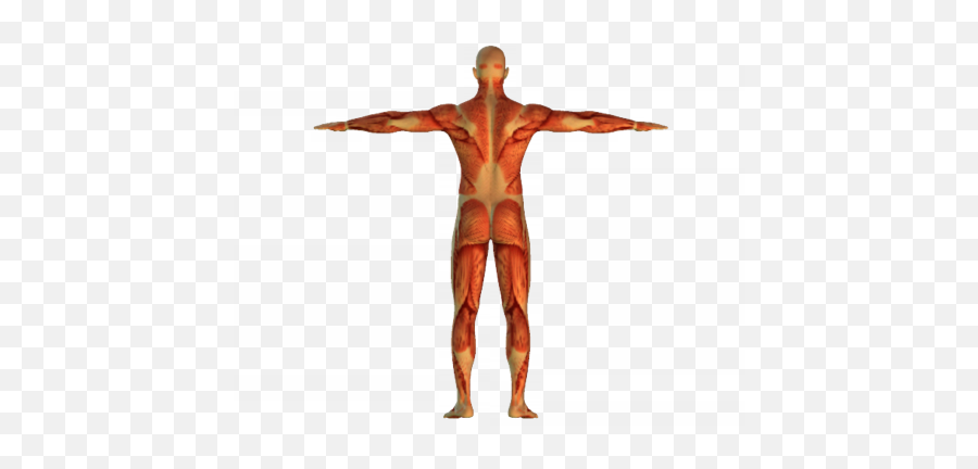 Movement Of The Skeletal Muscles - Male Png,Muscles Png