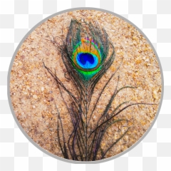 Ash Plantain Uvillagegrandma Png