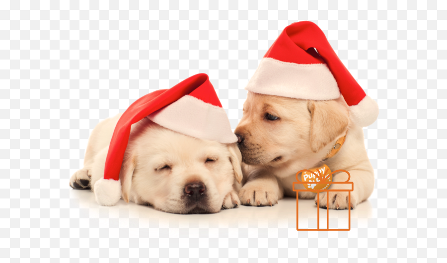 Two Puppies In Christmas Hats - Transparent Dog With Christmas Puppies Png,Christmas Hats Png