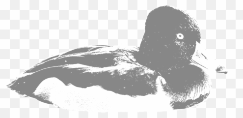 Hunt 41 - Canvasback Duck Png,Duck Hunt Png
