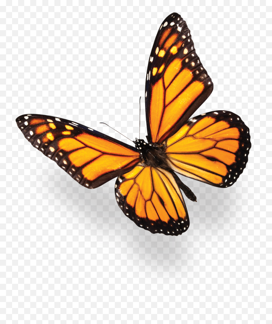 Free Png Butterfly - Konfest,Monarch Butterfly Png