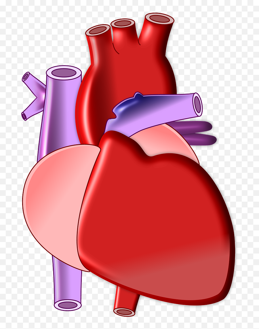 Heart Biology Organ - Heart Biology Png,Heart Organ Png