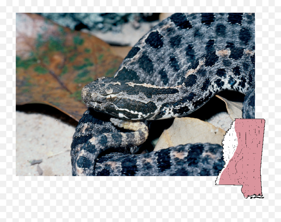 Mdwfp - Venomous Snakes Of Mississippi Grey And Black Snake In Mississippi Png,Rattlesnake Png