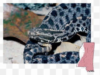 Mdwfp - Venomous Snakes Of Mississippi Grey And Black Snake In Mississippi Png,Rattlesnake Png