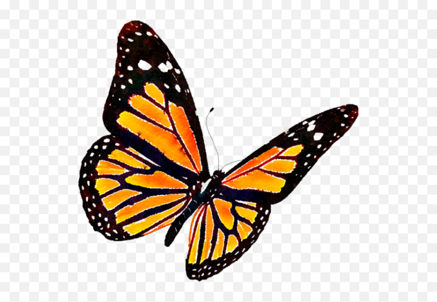 Monarch Butterfly Clipart - Transparent Background Butterfly Png,Monarch Png