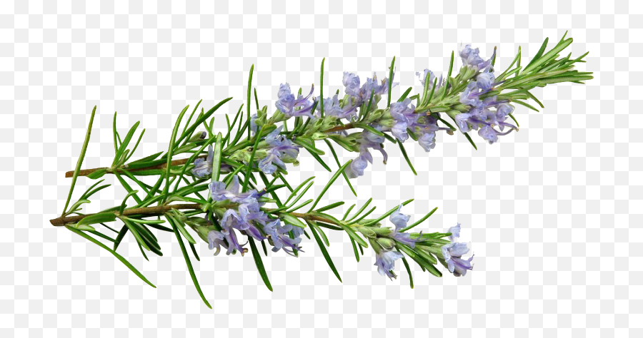 Download Banner Free Essential - Rosemary Extract Png,Rosemary Png