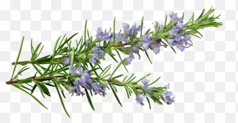 Download Banner Free Essential - Rosemary Extract Png,Rosemary Png