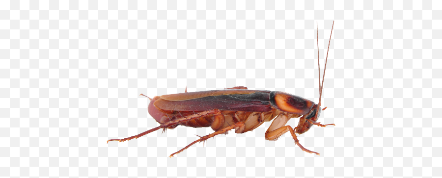 Cockroach Png Transparent Images - Cockroach Png,Cockroach Png