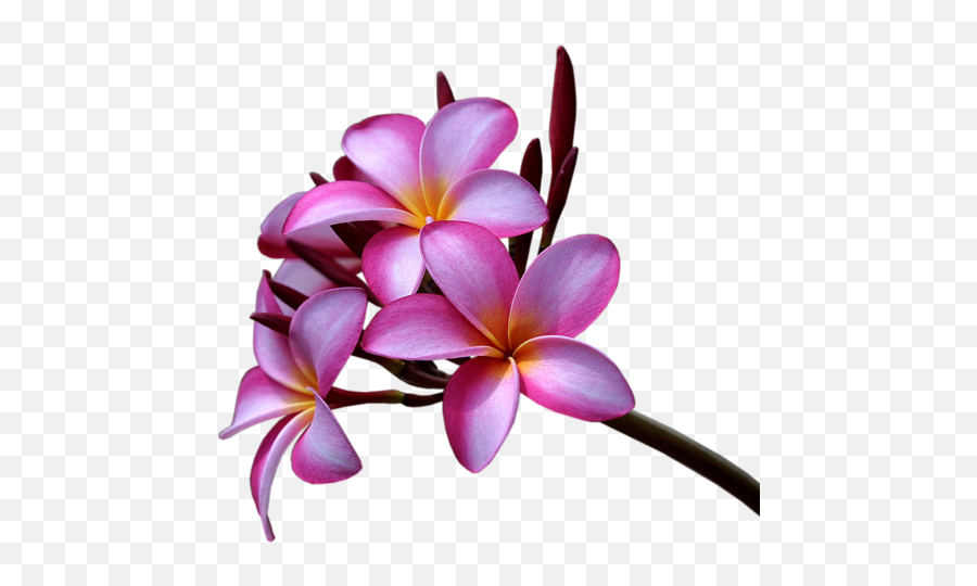 Plumeria Rubra Background Yellow Flower - Pink Plumeria Flowers Png,Plumeria Png