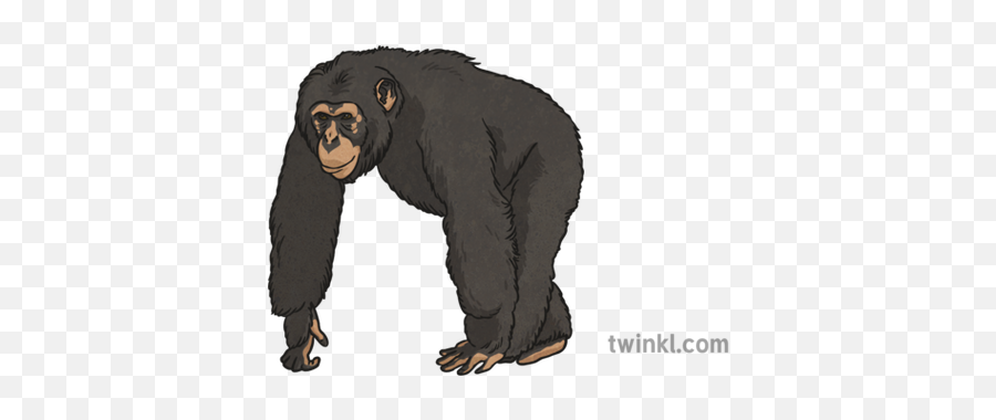 Chimpanzee Illustration - Twinkl Chimpancee Png,Chimpanzee Png