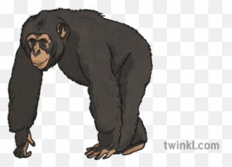 Chimpanzee Illustration - Twinkl Chimpancee Png,Chimpanzee Png