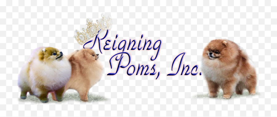 Welcome To Reigning Poms - Lovely Png,Pomeranian Png