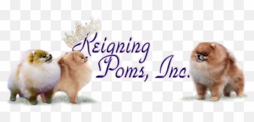 Welcome To Reigning Poms - Lovely Png,Pomeranian Png