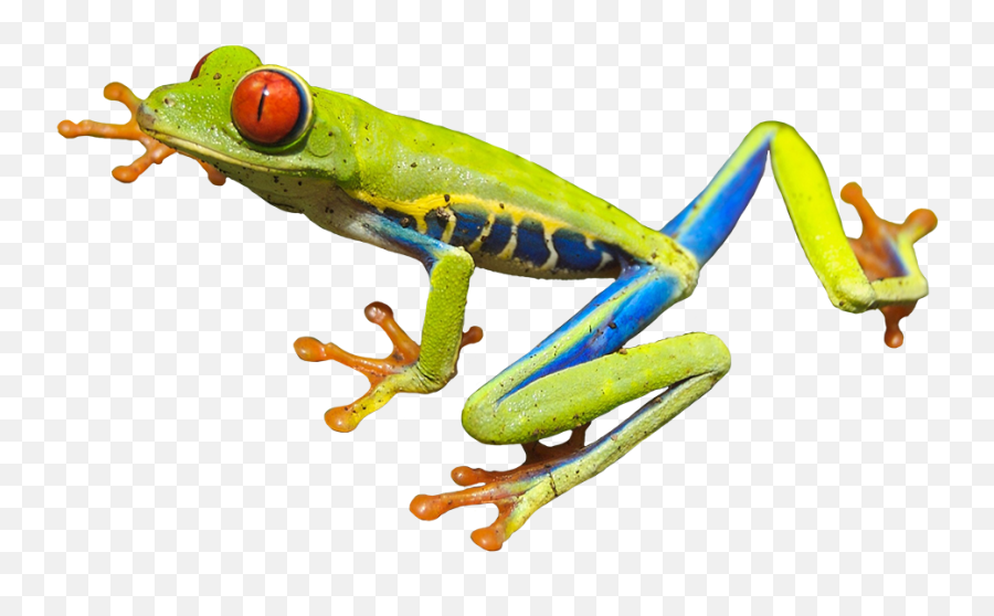 Library Of Tree Frog From Above Image - Transparent Tree Frog Png,Tree From Above Png
