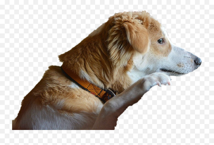 Dog Looking Transparent Png - Sad Dog At Home,Dog Transparent