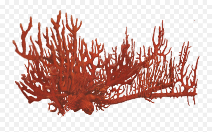 Fire Coral 2 - Real Coral Png,Coral Png