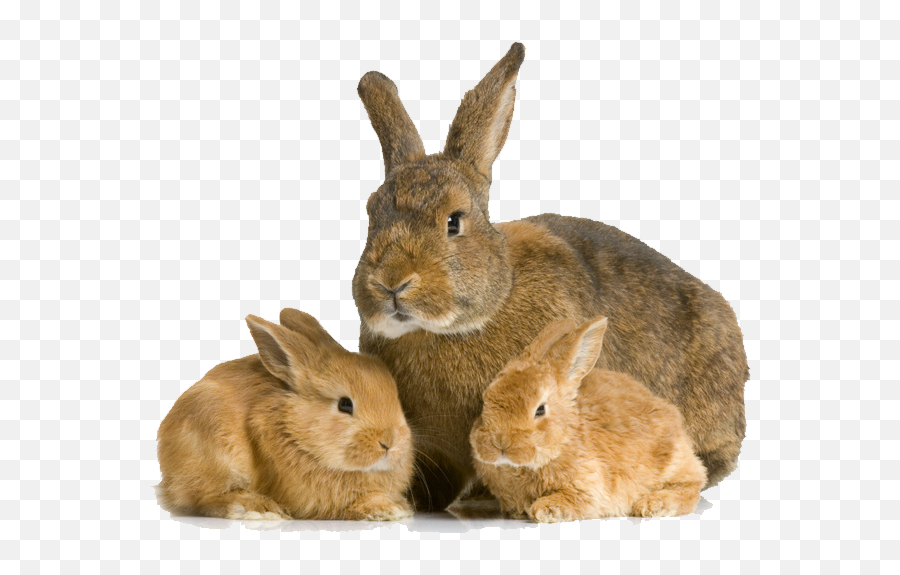 Rabbit Bunny Transparent Images Png Arts - Mother And Baby Rabbit Png,Bunny Transparent