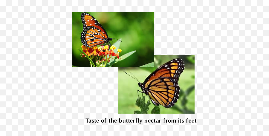 Amazing But True In What Wonderful World - Adult Butterfly Png,Monarch Butterfly Png
