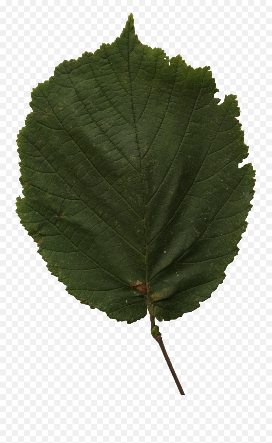 Hazel Leaf Free Cut Out People Trees And Leaves - Canoe Birch Png,Tree Leaves Png