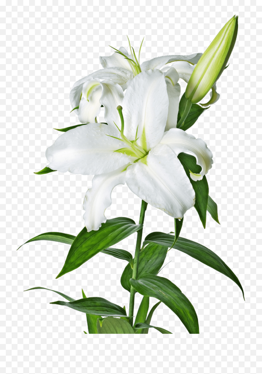 White Lily Transparent Png - Transparent Lily Flower Png,Lily Transparent Background